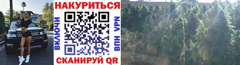 Купить закладки  Зуевка  Конопля марихуана 